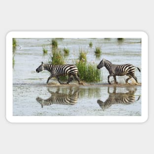 Zebras Cantering Across The Swamp Sticker